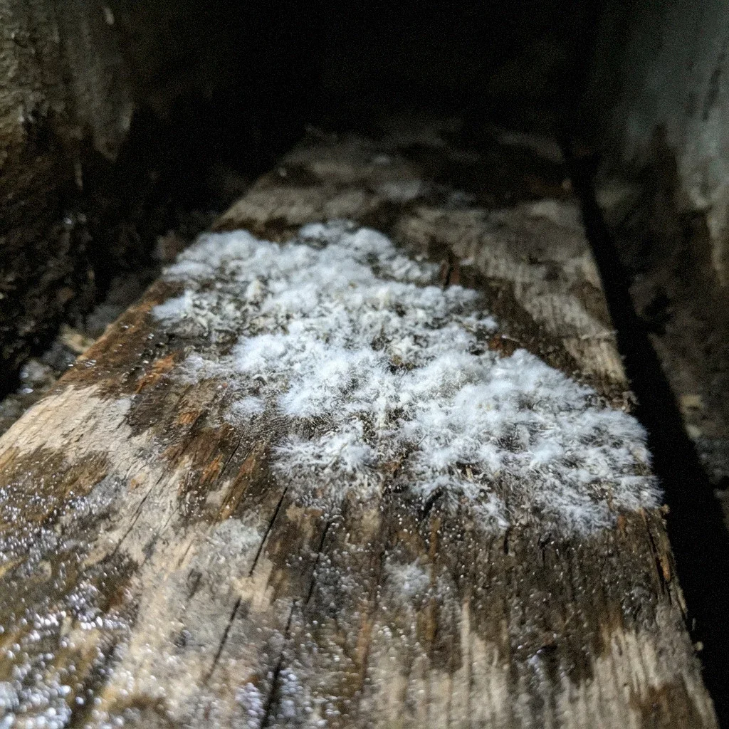 Mold and Your Health: What the Evidence Actually Says in San Diego, CA